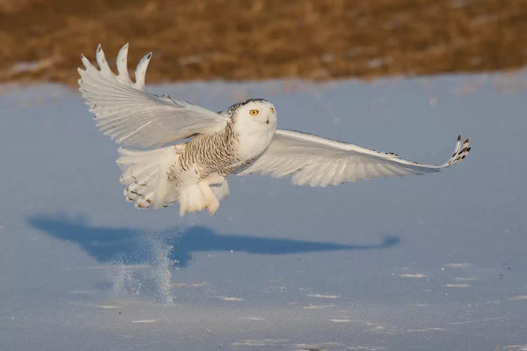 Snowy Owl catching meal