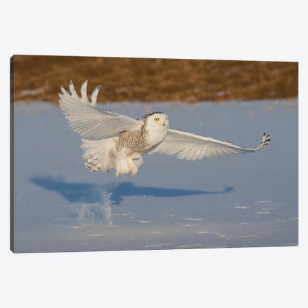 Snowy Owl catching meal Canvas Print #CHE130} by Ken Archer Canvas Artwork