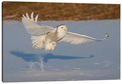 Snowy Owl catching meal Canvas Art Print
