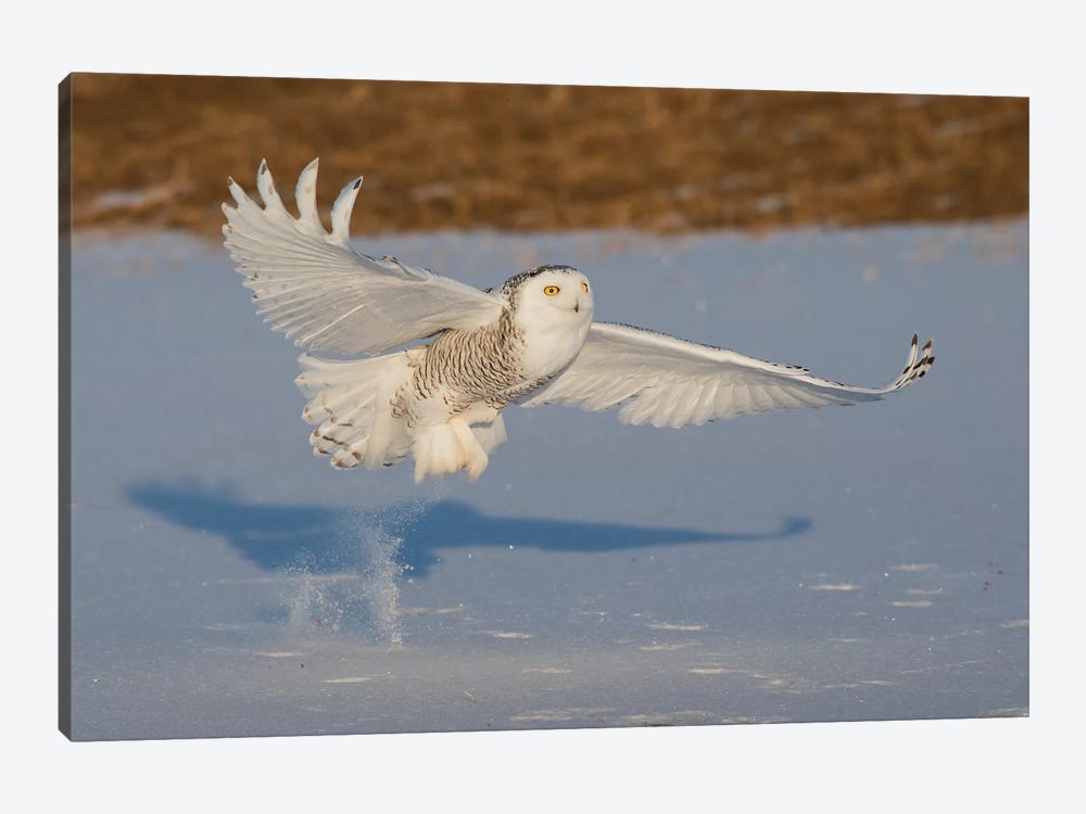 Snowy Owl catching meal by Ken Archer 1-piece Canvas Print