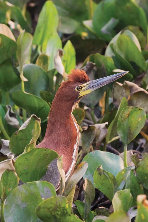 Tiger rufescent heron