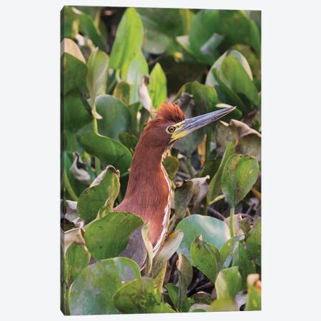 Tiger rufescent heron Canvas Print #CHE131} by Ken Archer Canvas Wall Art