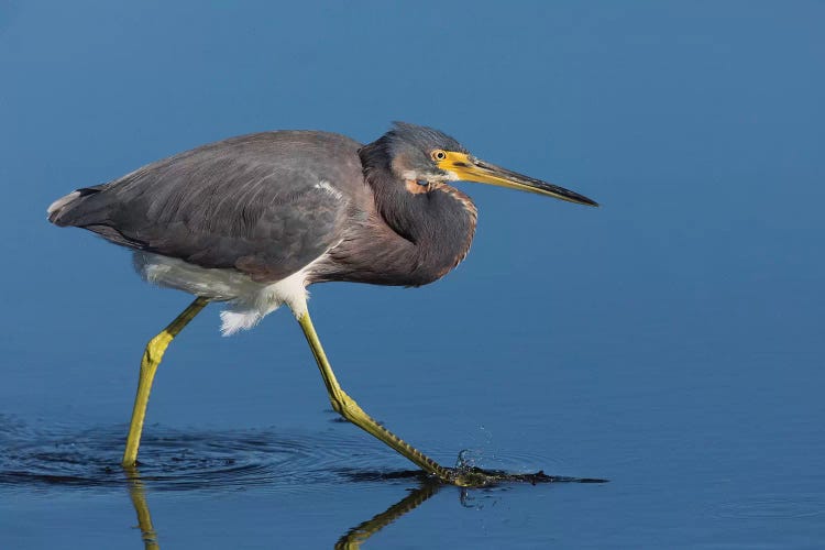 Tri-colored Heron stalking prey