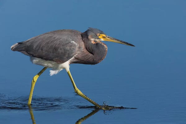 Ken Archer: Tri-colored Heron stalking prey by Ken Archer