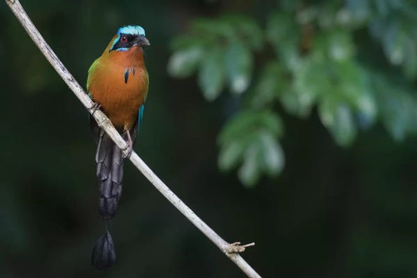 Ken Archer: Trinidad motmot (Blue-crowned motmot) by Ken Archer