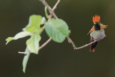 Tufted coquette by Ken Archer canvas print