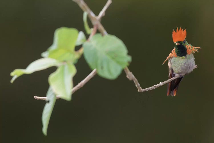 Tufted coquette