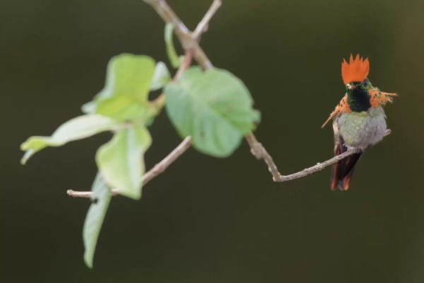 Dingley Green: Tufted coquette by Ken Archer