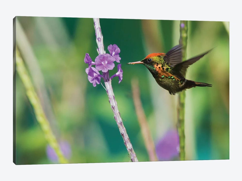 Tufted Coquette eating by Ken Archer 1-piece Canvas Wall Art