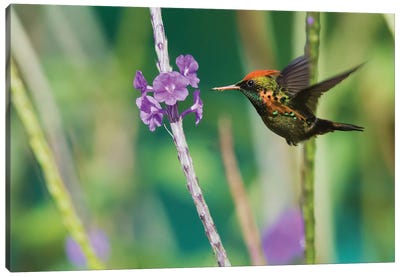 Tufted Coquette eating Canvas Art Print