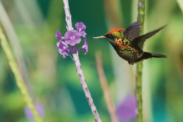 Ken Archer: Tufted Coquette eating by Ken Archer