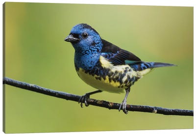 Turquoise tanager Canvas Art Print