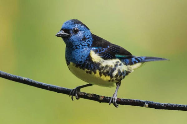 Ken Archer: Turquoise tanager by Ken Archer