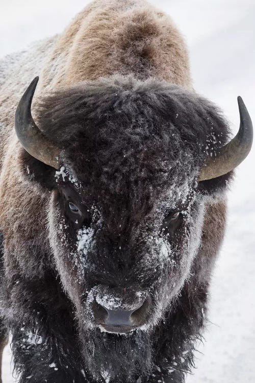 Bison, Yellowstone National Park