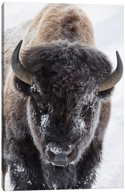 Bison, Yellowstone National Park Canvas Art Print - Bison & Buffalo Art