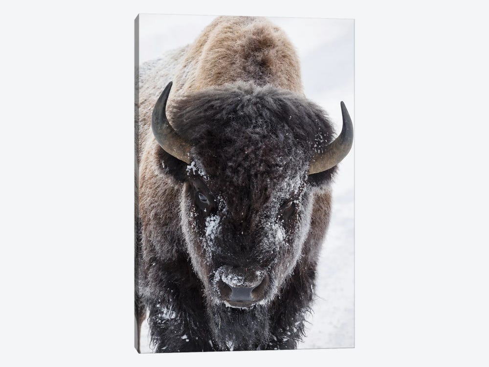 Bison, Yellowstone National Park by Ken Archer 1-piece Canvas Art