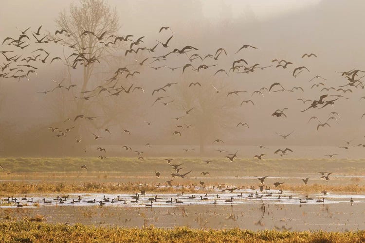 Wetlands at sunrise