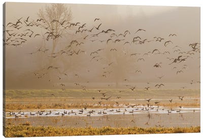 Wetlands at sunrise Canvas Art Print - Goose Art