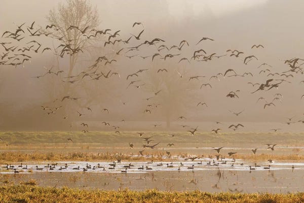 Ken Archer: Wetlands at sunrise by Ken Archer