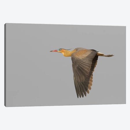 Whistling heron flying Canvas Print #CHE139} by Ken Archer Canvas Wall Art