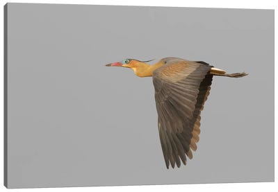 Whistling heron flying Canvas Art Print - Heron Art