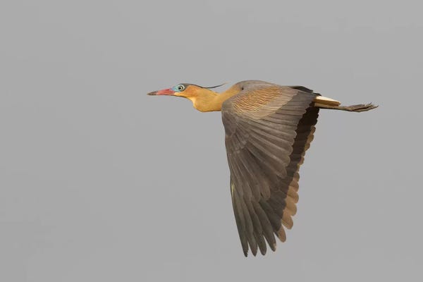 Ken Archer: Whistling heron flying by Ken Archer