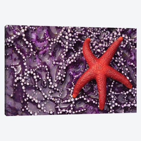 Blood Star hitching a ride on a Ochre Star Canvas Print #CHE13} by Ken Archer Canvas Art