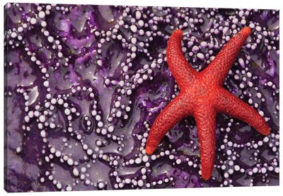 Blood Star hitching a ride on a Ochre Star Canvas Art Print - Starfish Art