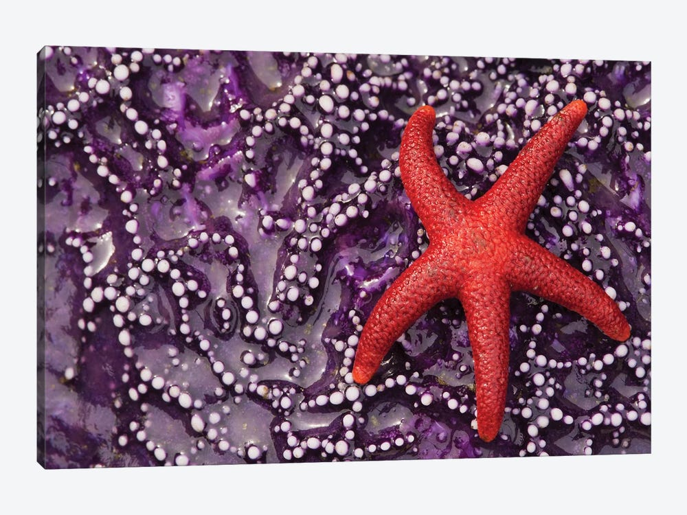 Blood Star hitching a ride on a Ochre Star by Ken Archer 1-piece Canvas Wall Art