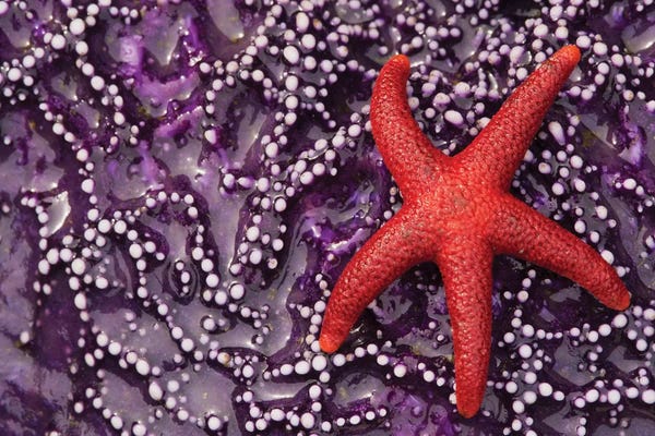 Starfish: Blood Star hitching a ride on a Ochre Star by Ken Archer