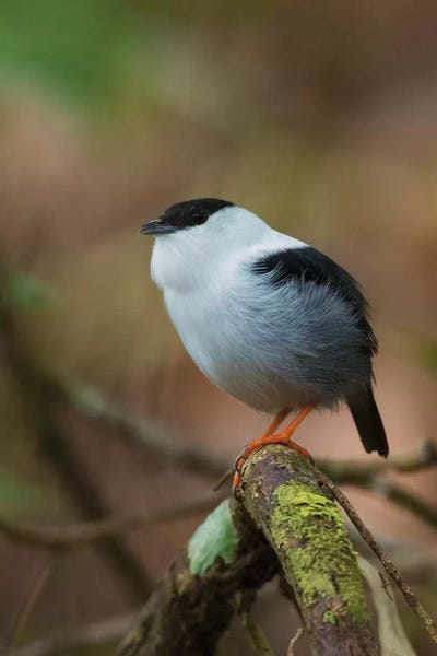 Ken Archer: White-bearded manakin by Ken Archer