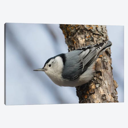 White-breasted Nuthatch surviving Winter Canvas Print #CHE141} by Ken Archer Art Print