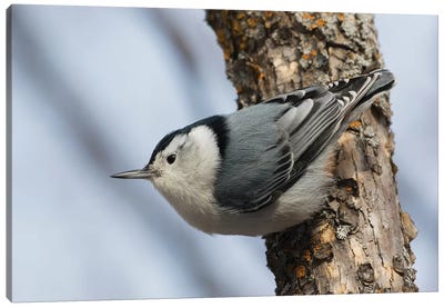 White-breasted Nuthatch surviving Winter Canvas Art Print