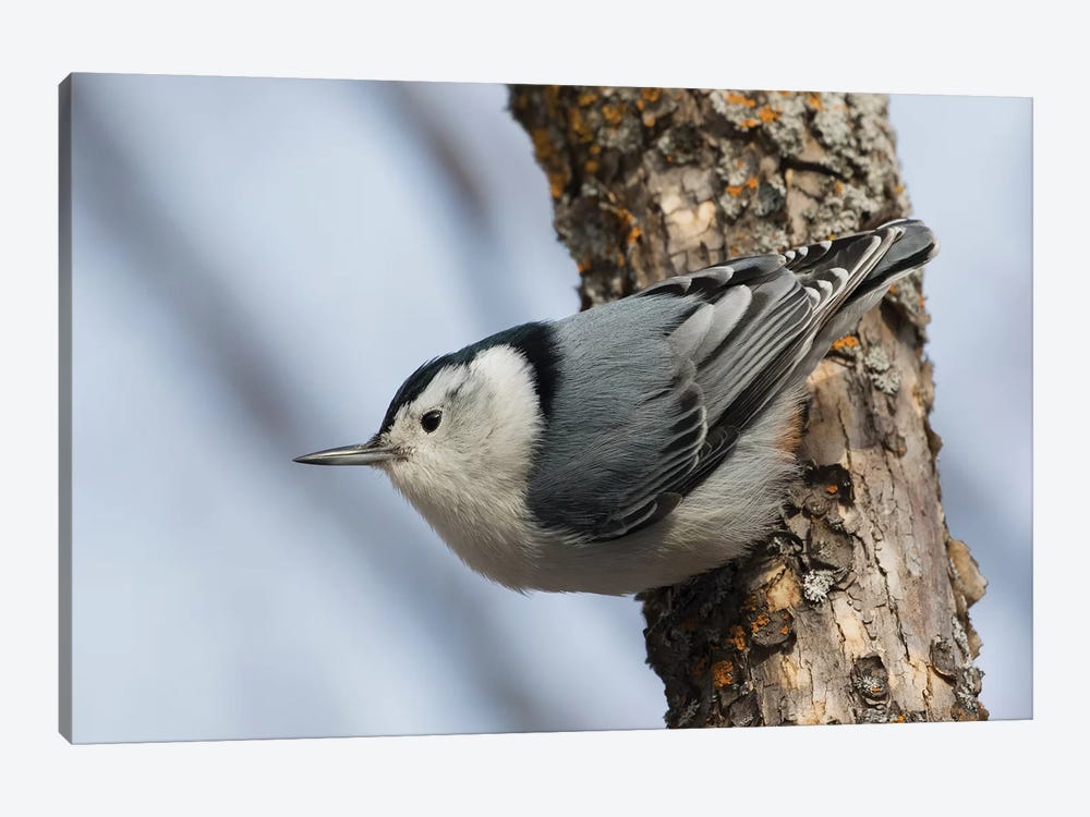 White-breasted Nuthatch surviving Winter by Ken Archer 1-piece Canvas Art Print