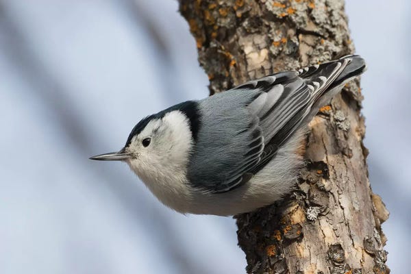 Ken Archer: White-breasted Nuthatch surviving Winter by Ken Archer