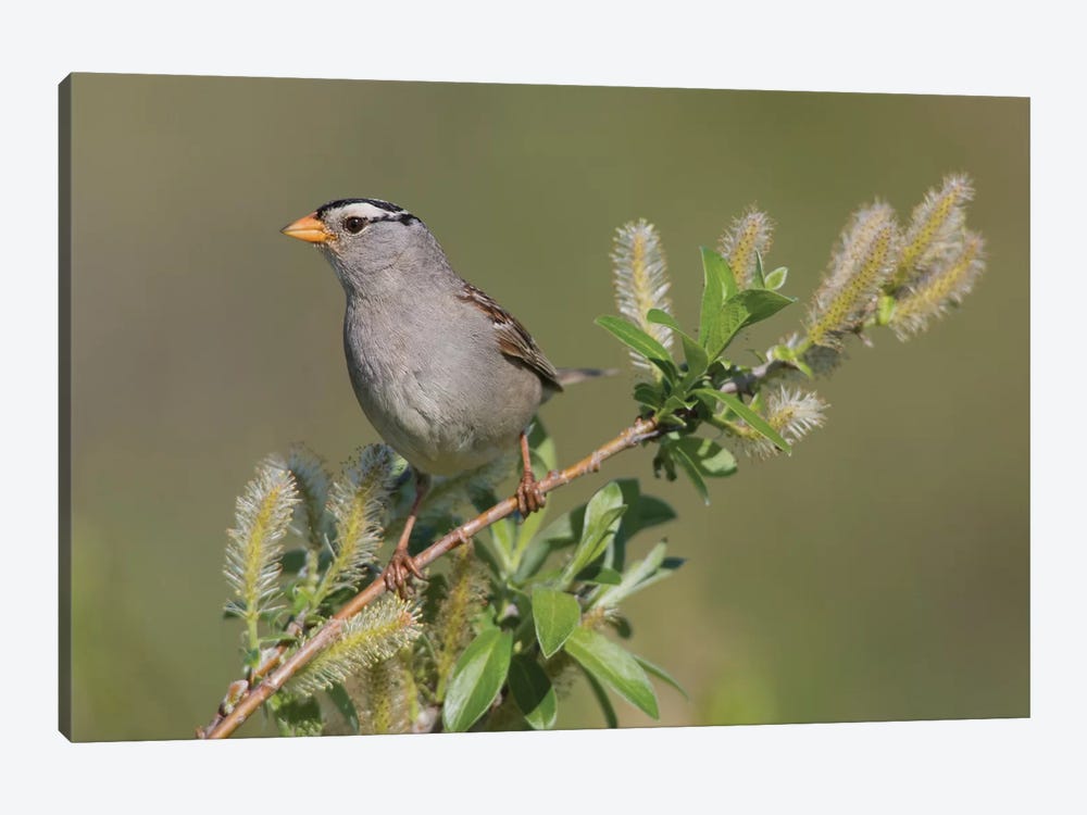 White-crowned sparrow, sub-arctic willow by Ken Archer 1-piece Canvas Art