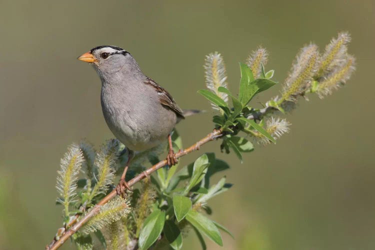 White-crowned sparrow, sub-arctic willow