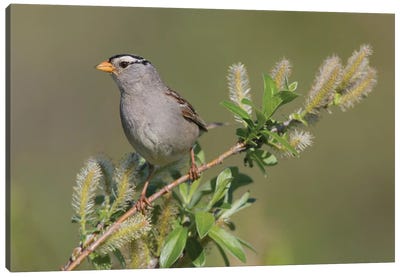 White-crowned sparrow, sub-arctic willow Canvas Art Print - Sparrow Art