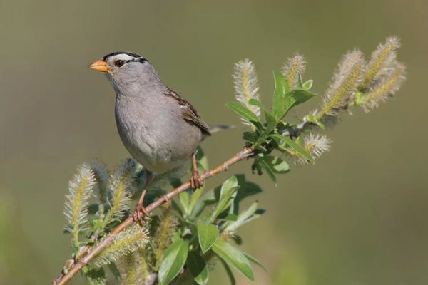 Sparrows: White-crowned sparrow, sub-arctic willow by Ken Archer