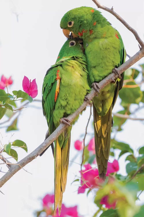 White-eyed parakeets preening one another