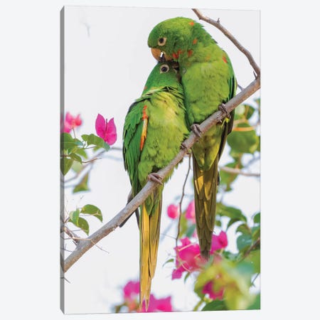 White-eyed parakeets preening one another Canvas Print #CHE143} by Ken Archer Canvas Print