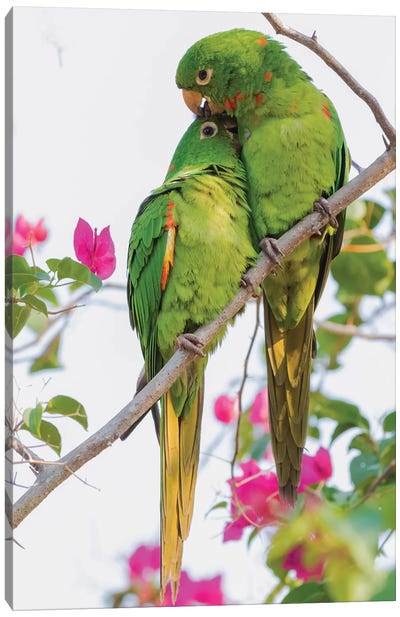 White-eyed parakeets preening one another Canvas Art Print