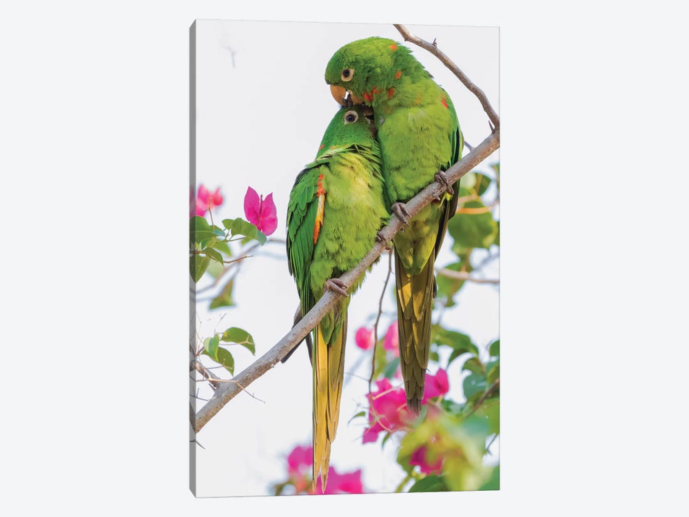 White-eyed parakeets preening one another by Ken Archer 1-piece Canvas Print
