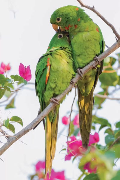 Ken Archer: White-eyed parakeets preening one another by Ken Archer