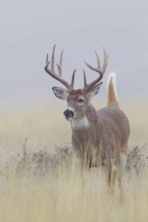 White-tail deer buck