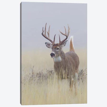 White-tail deer buck Canvas Print #CHE144} by Ken Archer Canvas Art