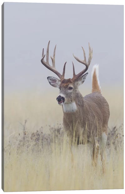 White-tail deer buck Canvas Art Print