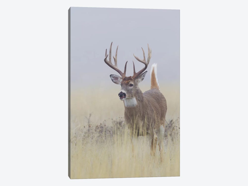 White-tail deer buck by Ken Archer 1-piece Canvas Artwork