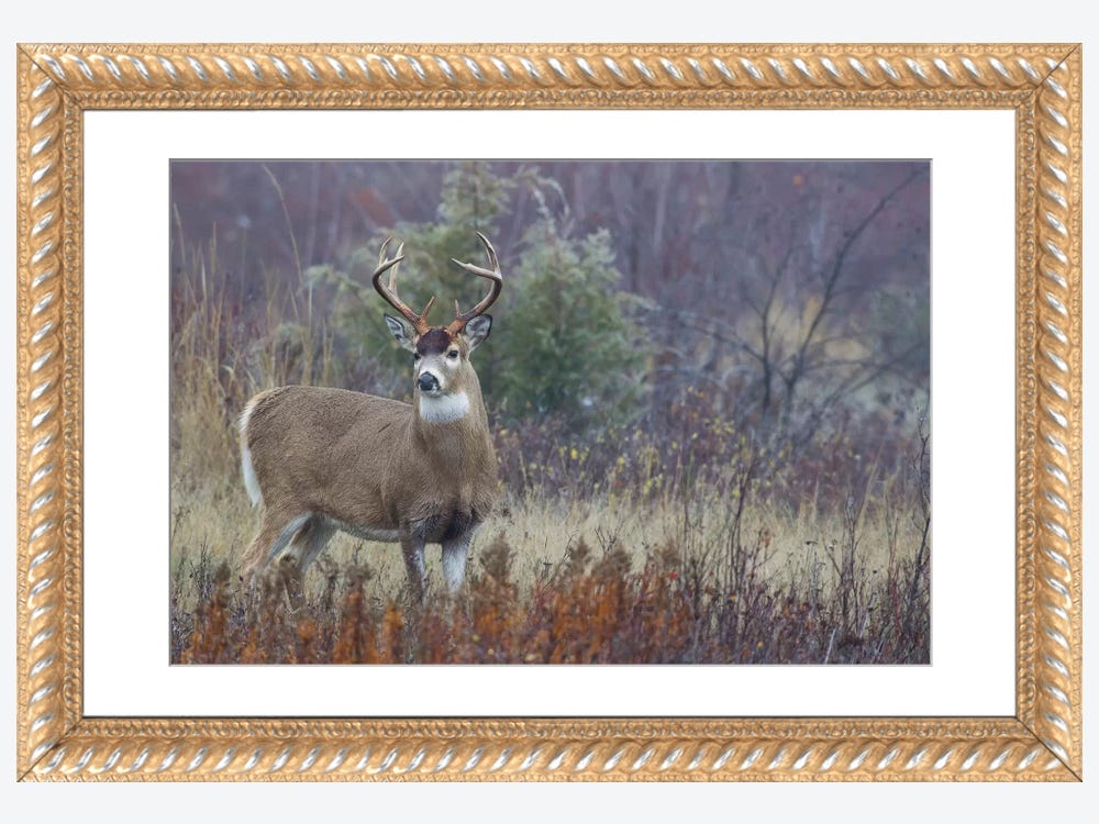 White-tailed deer buck print by Ken Archer