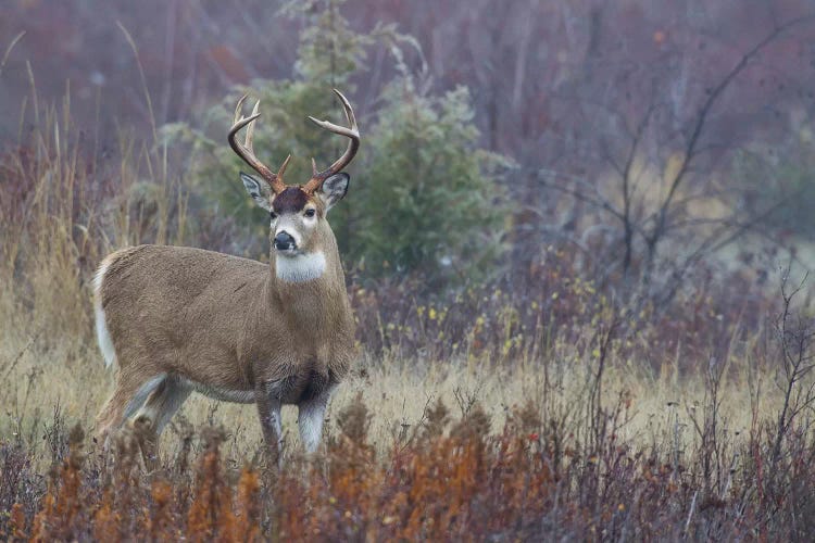 White-tail deer buck